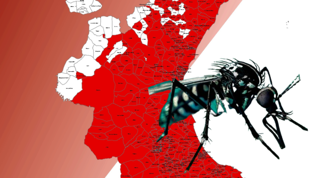 El mosquito tigre amenaza en Valencia: el insecto se ha detectado ya en 245 pueblos de la provincia