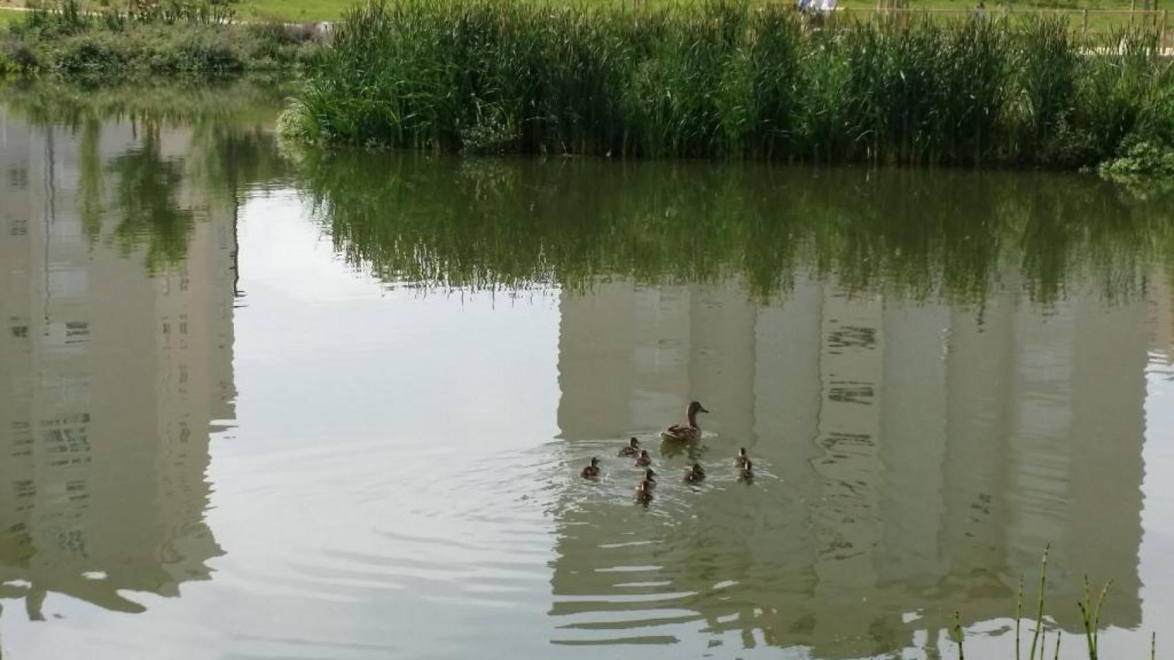 Una vista de los patos del parque La Marjal, en Alicante, que gestiona Aguas con el Ayuntamiento.