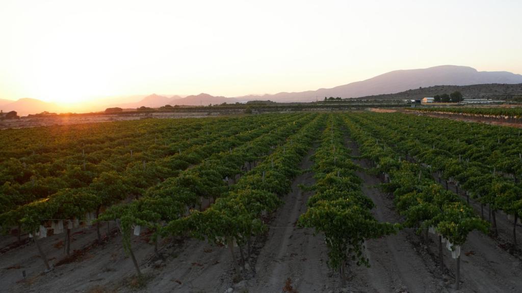 La Comunitat Valenciana  recibirá 7,4 millones para el sector vitivinícola y la promoción del consumo