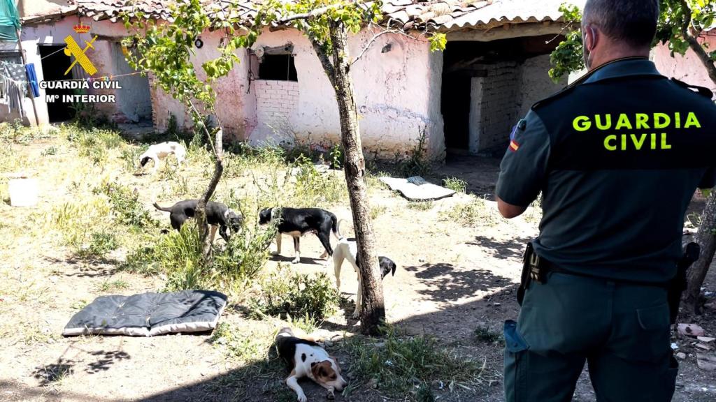 Animales rescatados en la falsa protectora de Villalube