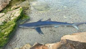 Imagen de archivo de un tiburón.