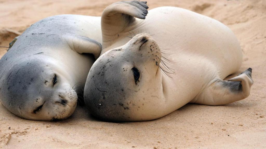 Dos ejemplares de foca monje.