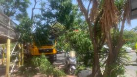 Imagen del árbol que ha caído en la plaza América de Valencia.