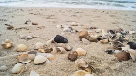 Unas conchas en la playa.