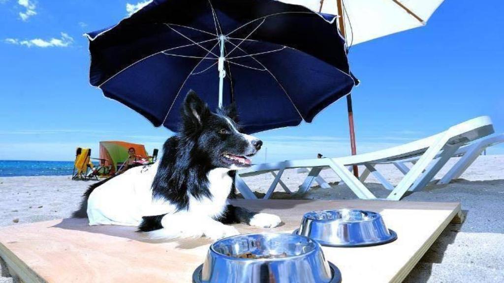 Un perro disfruta del baño en Agua Amarga.