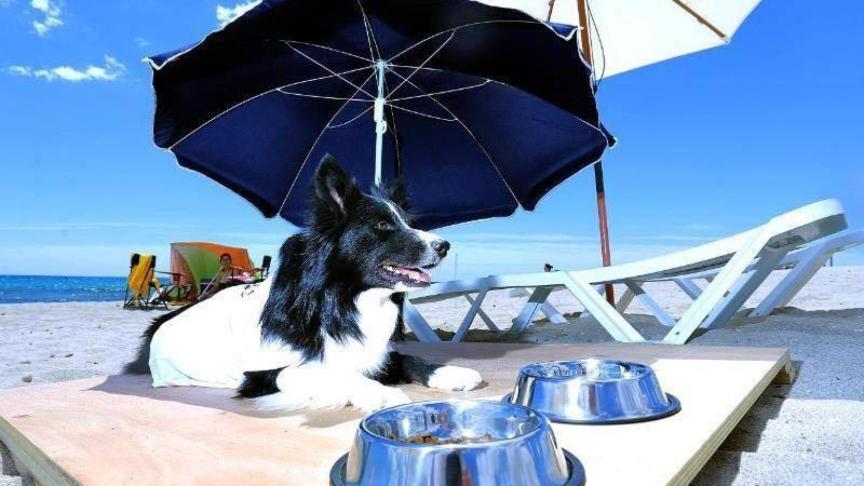 Alicante tiene una playa de perros única en Europa: hay 'food truck ...