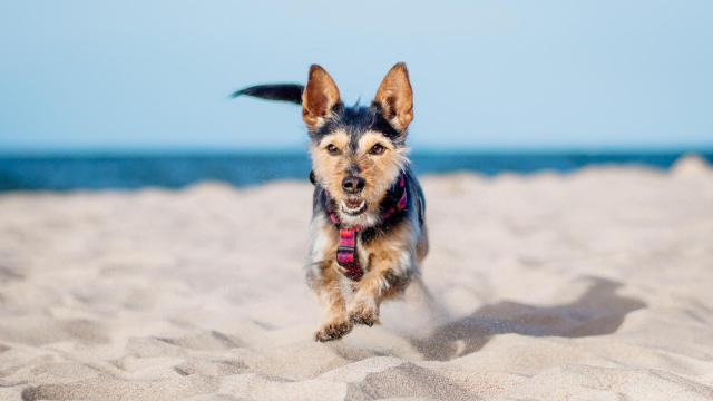 Un perro jugando en una playa, en una imagen de Shutterstock.