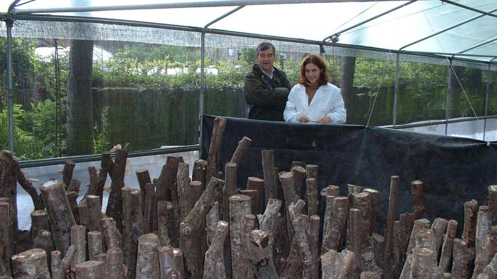 Proyecto Hifas da Terra y troncos para la producción de hongos.