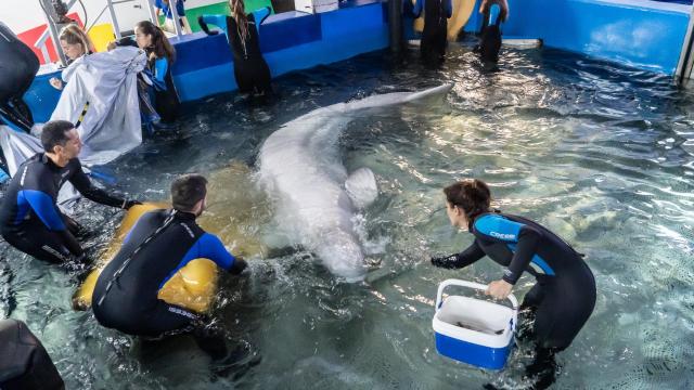 Momento de la entrada a la piscina médica del Oceanográfic de una de las belugas rescatas de un acuario de Járkov (Ucrania). Oceanográfic
