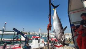 Primera 'levantá' del atún rojo en la almadraba de Barbate (Cádiz).