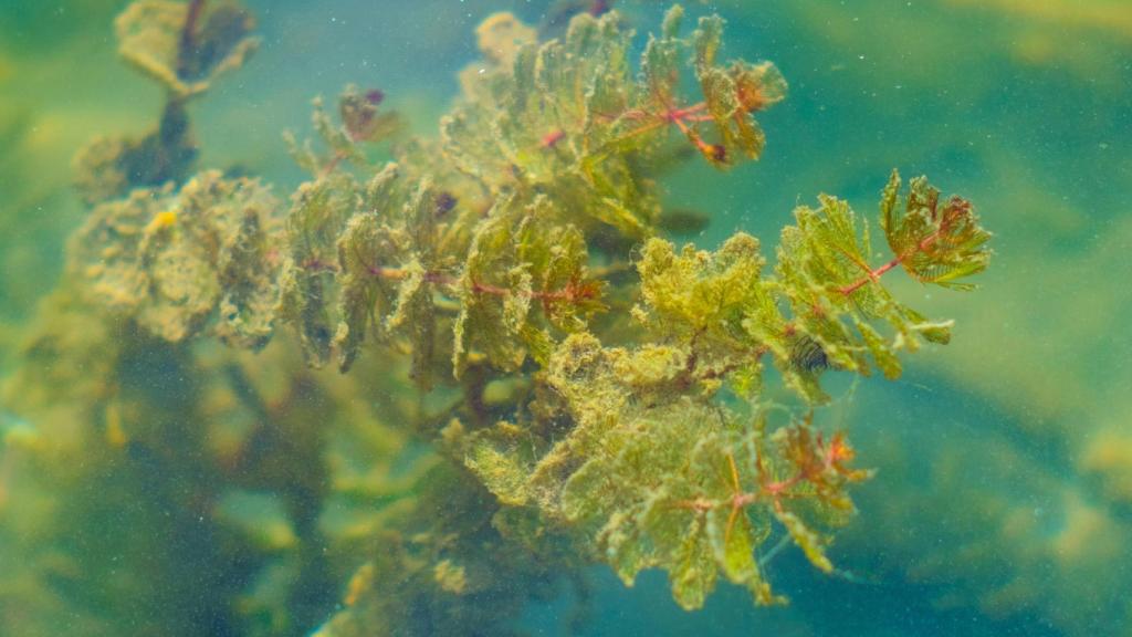 Las algas pueden realizar la fotosíntesis para generar energía