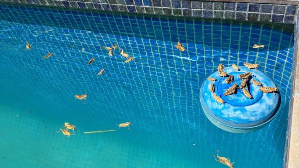 Un grupo de saltamontes en una piscina.
