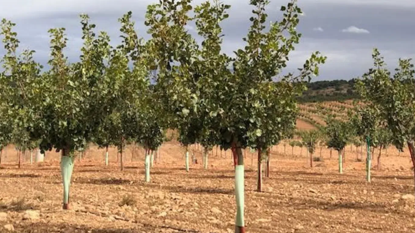 Finca en venta en Albacete. Foto: Idealista.