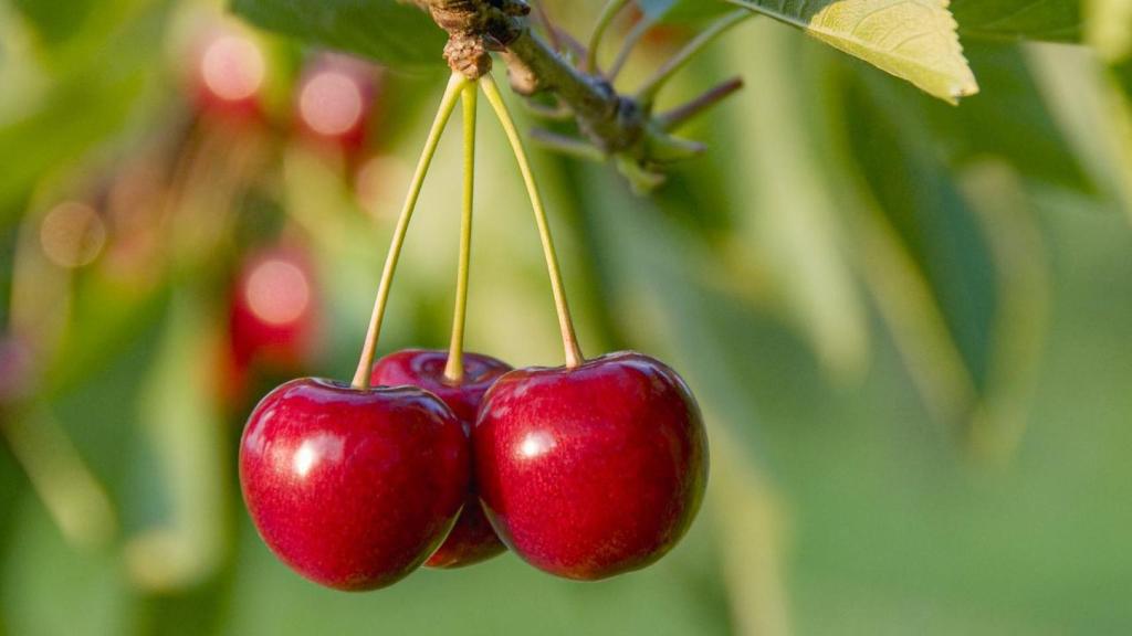 Cerezas.