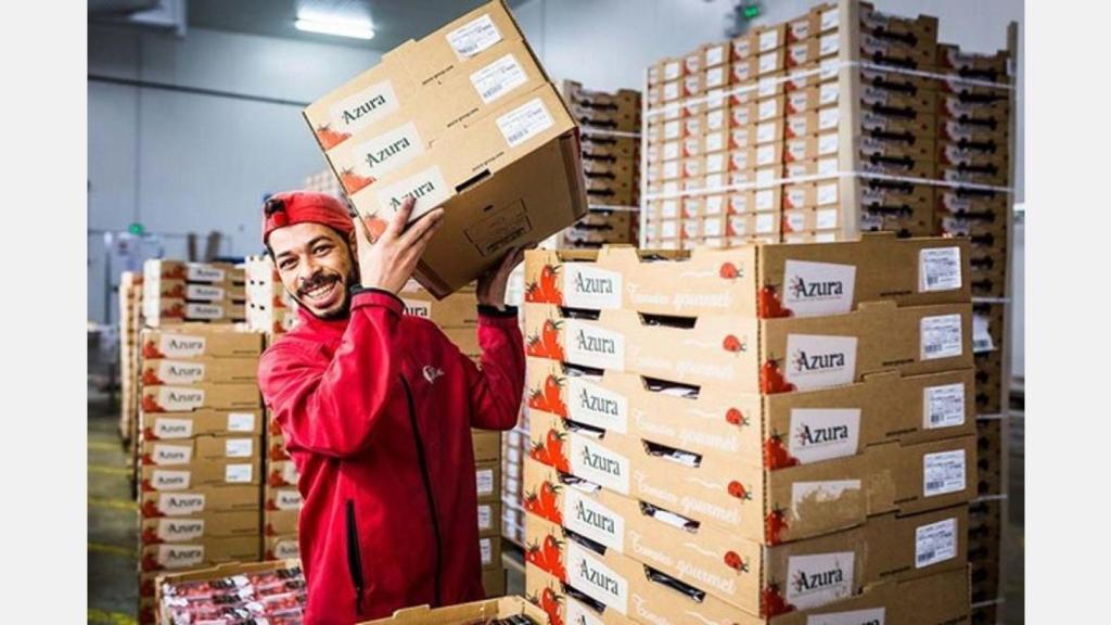 Trabajador del Grupo Azura con un cargamento de tomates cherry.