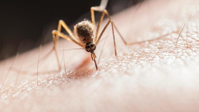 Uno de los mosquitos transmisores del Virus del Nilo.