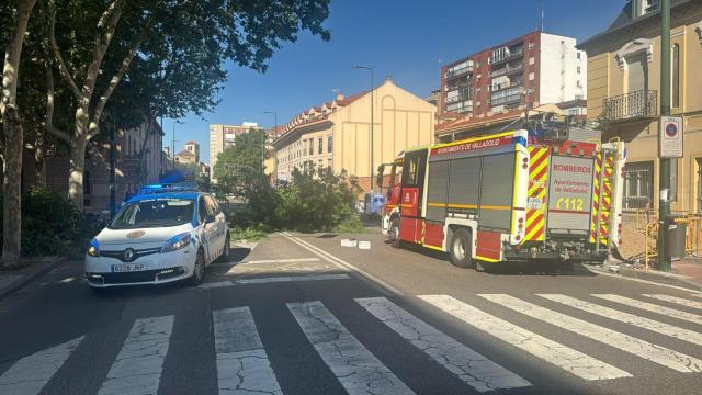 El árbol en el medio de la carretera en Valladolid