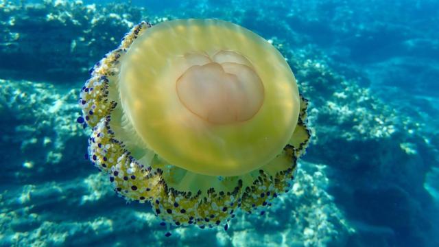 Invasión de medusas en el Mar Menor.