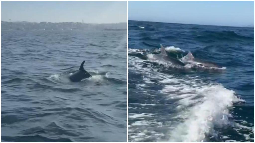 Imágenes de los delfines en la ría este lunes