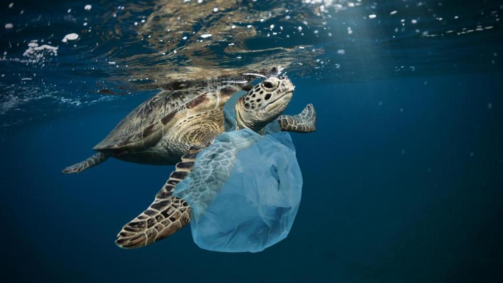 Tortuga marina atrapada en una bolsa de plástico.