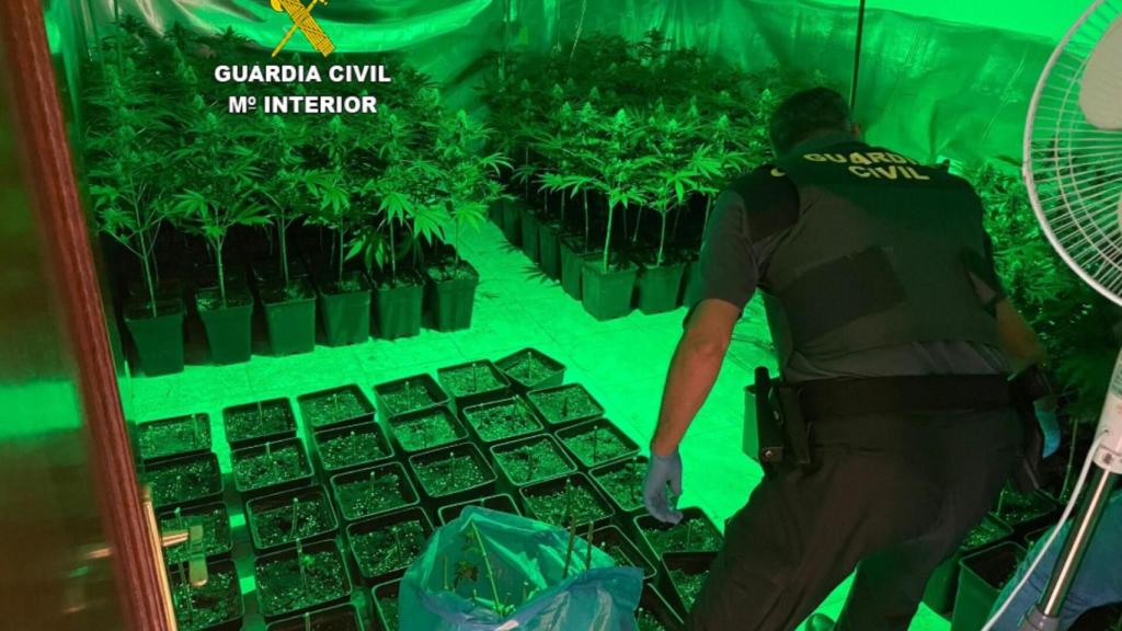 Plantas de marihuana incautadas en Mos.