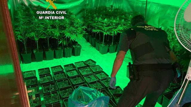 Plantas de marihuana incautadas en Mos.
