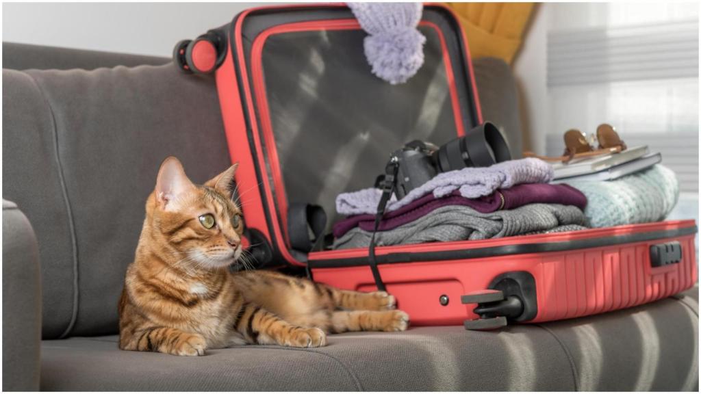 Un gato junto a una maleta