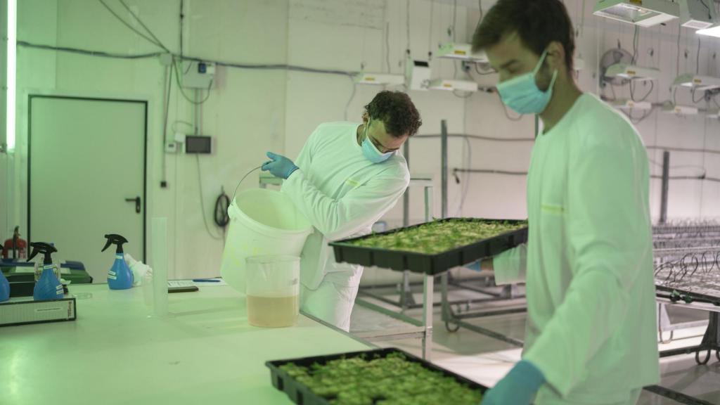 Dos miembros del equipo de Canamedics manipula sus plantas de cannabis.