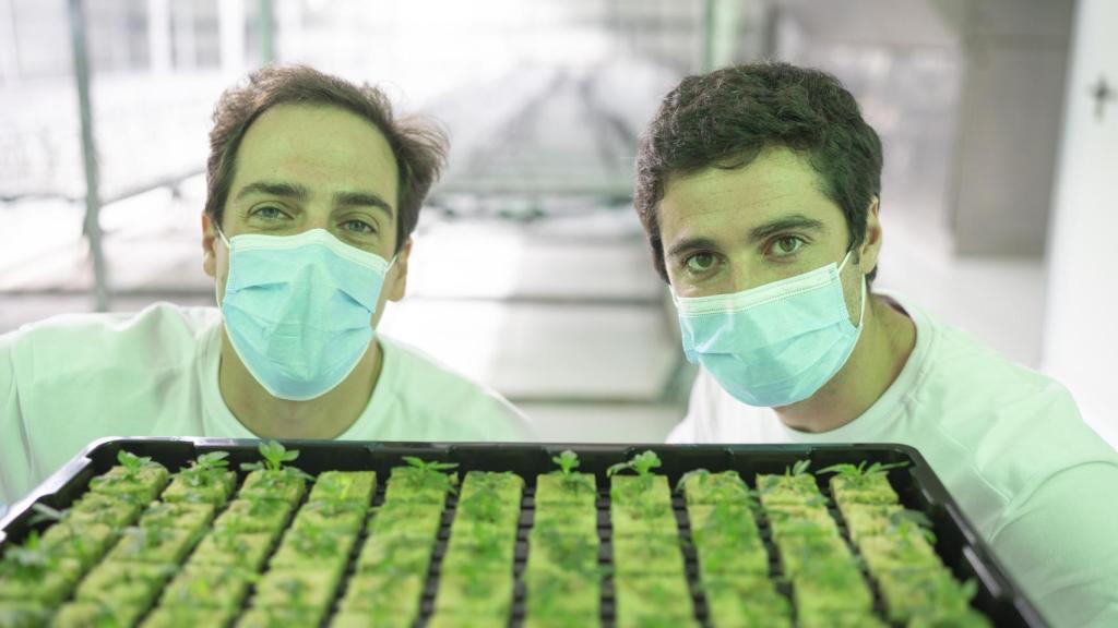 Los hermanos Comas frente a una bandeja con sus primeras plantas de cannabis medicinal.