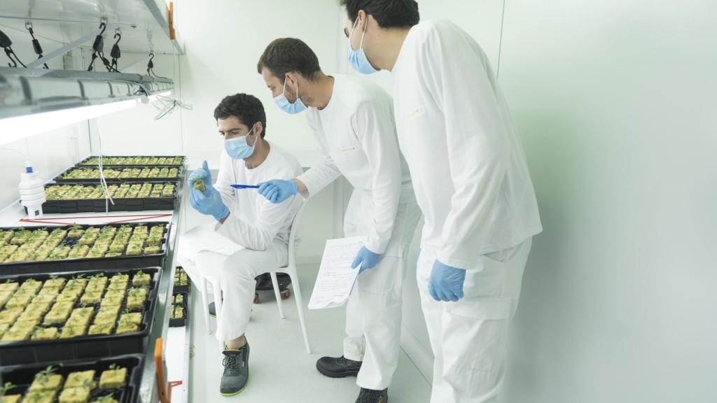 Los hermanos Comas trabajan junto al químico Jordi de Dalmases en sus primeras plantas.