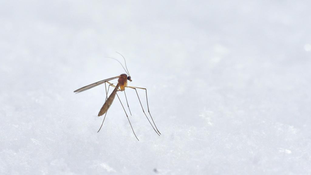 Imagen de un mosquito.