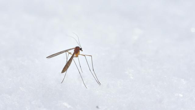 Imagen de un mosquito.