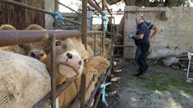 Miguel Ángel García, veterinario clínico en Servet, trabaja con el ganado en la finca Trabadillo, comarca de Ledesma