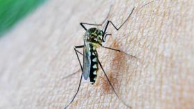 Uno de los mosquitos que transmite el Virus del Nilo.