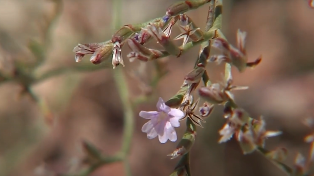 Encuentran en una laguna de Cuenca una planta única que se creía extinguida