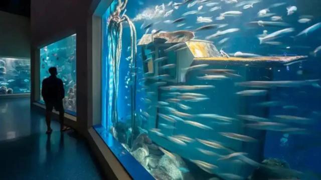 La sala Nautilus del Aquarium Finisterrae de A Coruña.