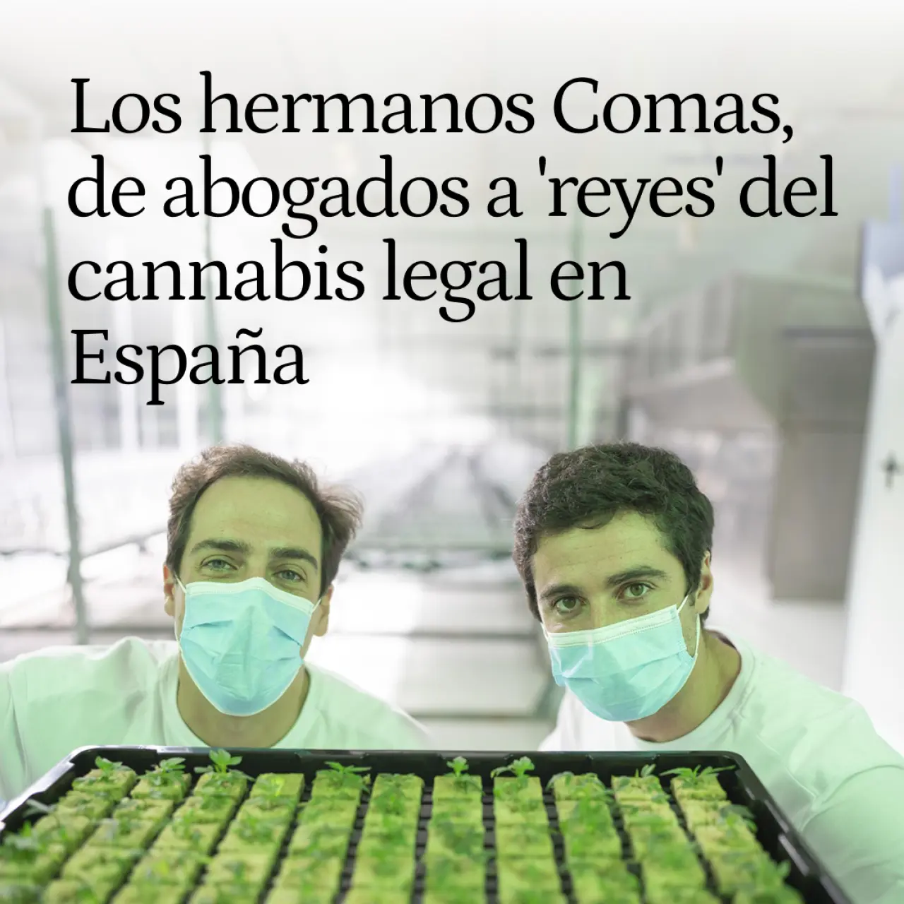 Los hermanos Comas, de abogados a 'reyes' del cannabis legal en España por querer curar el dolor crónico de un familiar