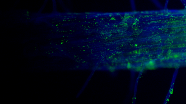 Bacterias (en color verde) colonizando y recubriendo la raíz de una planta de mora (en color azul). Imagen Grupo de Interacciones Microbianas
