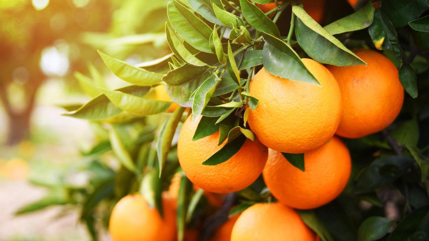 Naranjas en el árbol.