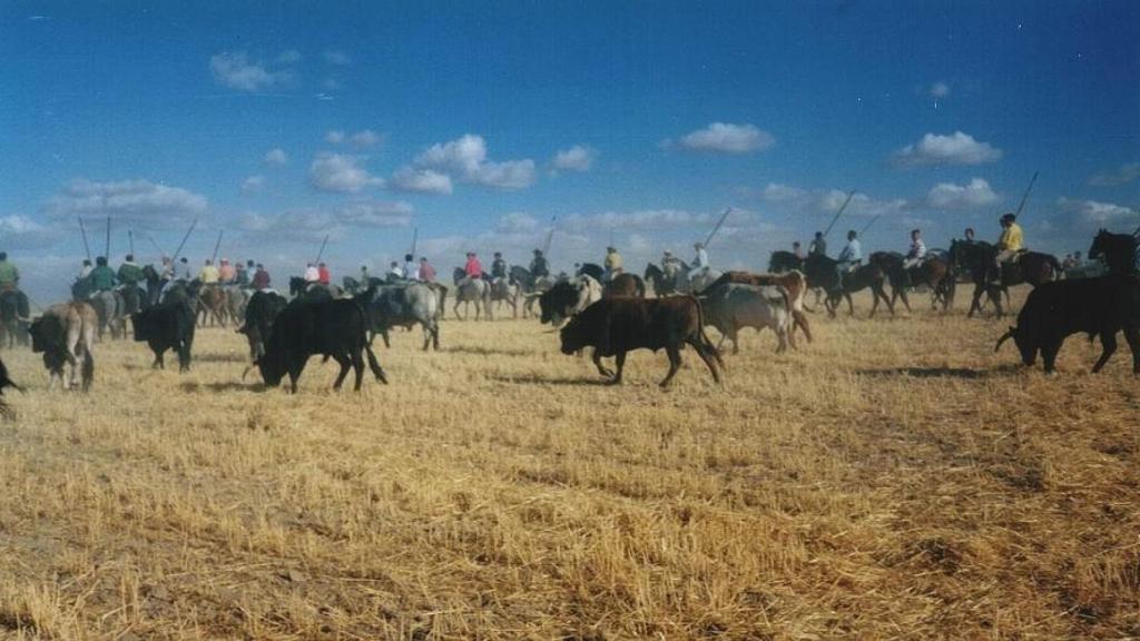 Los encierros de Medina del Campo en Medina del Campo