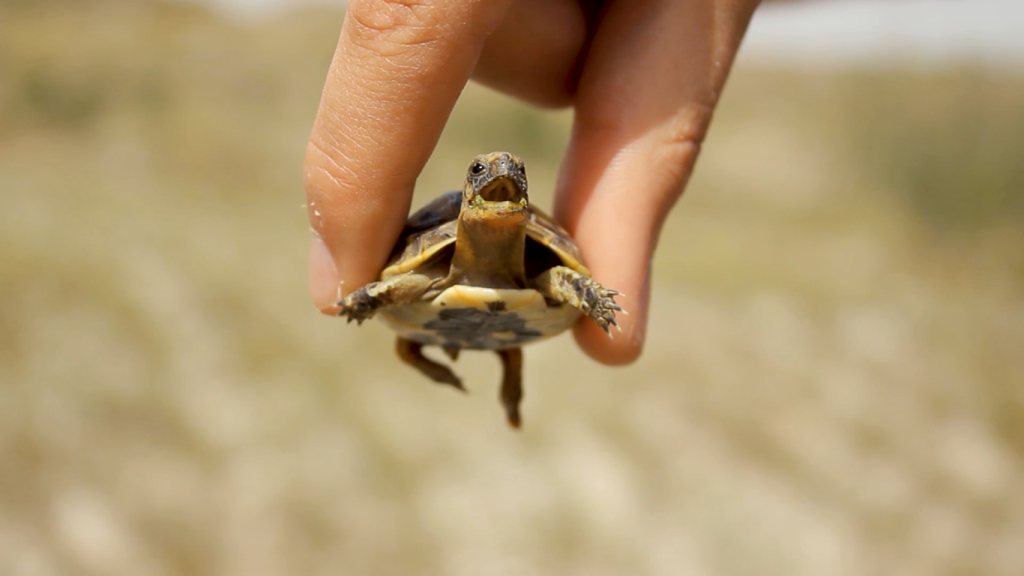 Una cría de tortuga mora.