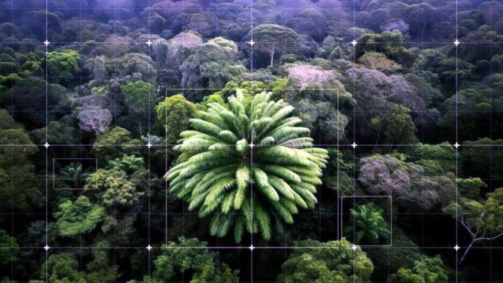 Imágenes tomadas con drones de la copa de los árboles en el bosque de Ngoye.