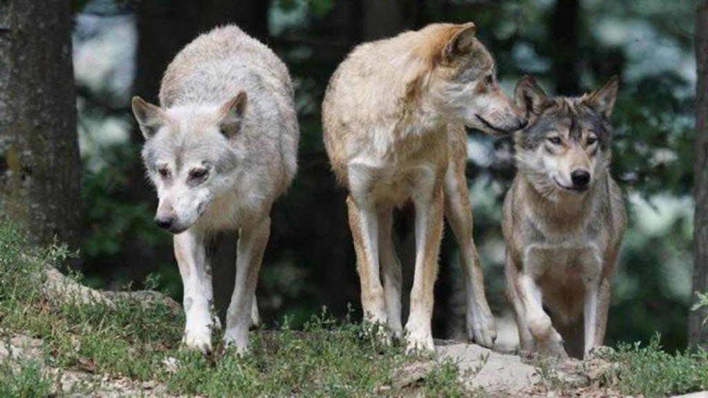 Ejemplares de lobos