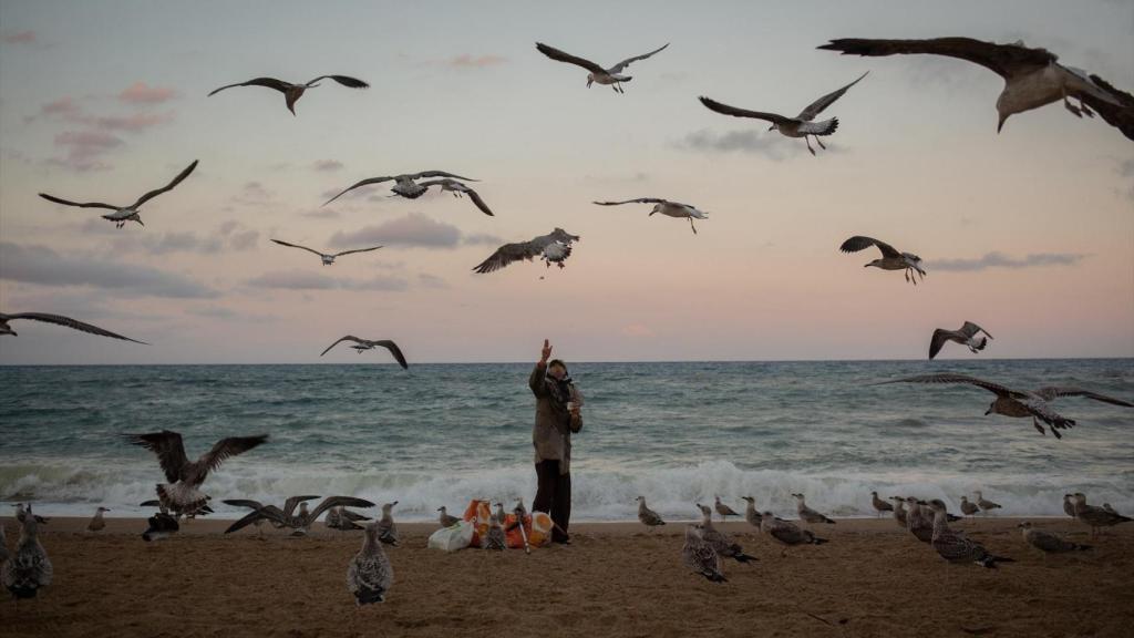 Una mujer alimenta gaviotas en la playa de la Barceloneta en agosto de 2021.