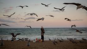 Una mujer alimenta gaviotas en la playa de la Barceloneta en agosto de 2021.