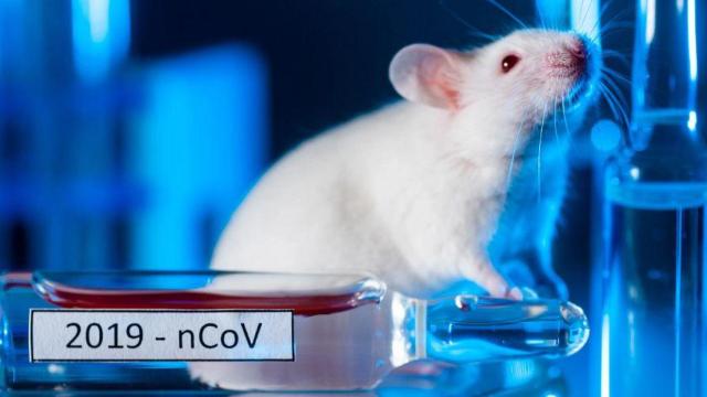 Pruebas de laboratorio con ratones para la vacuna contra la Covid.