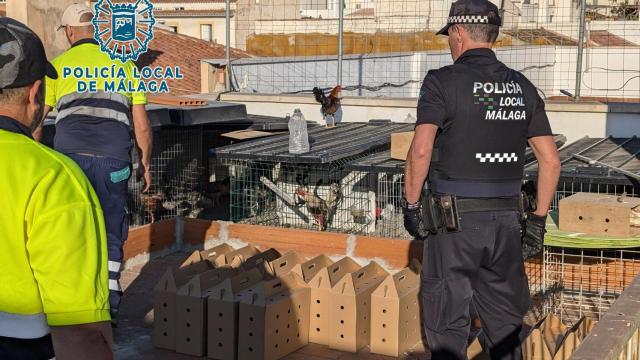Desmantelan un criadero ilegal de gallos de pelea en Málaga capital con 60 animales