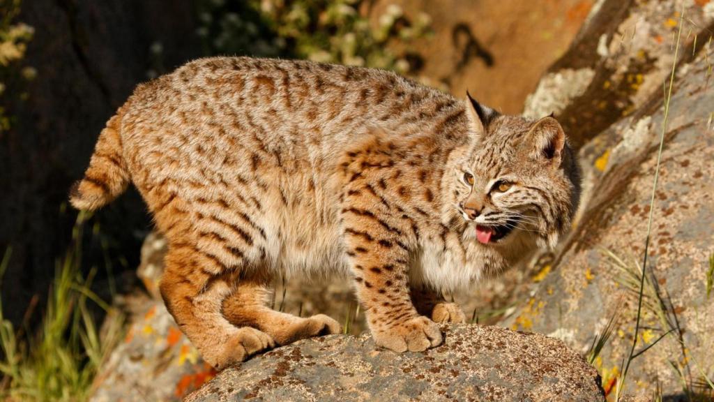 Lince ibérico con la boca abierta sobre una roca.