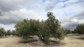 Un año más de sequía en los olivares de España: ¿cómo será esta temporada del aceite?