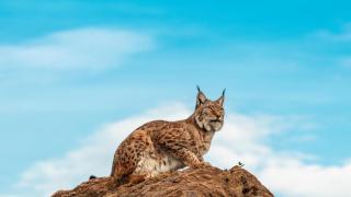 Lince ibérico sobre una roca.